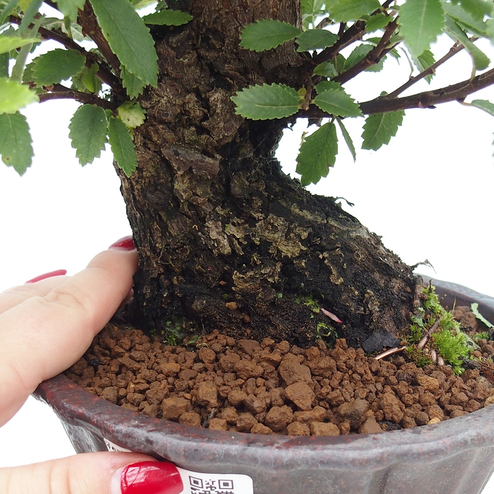 Outdoor bonsai - Zelkova - Zelkova serrata