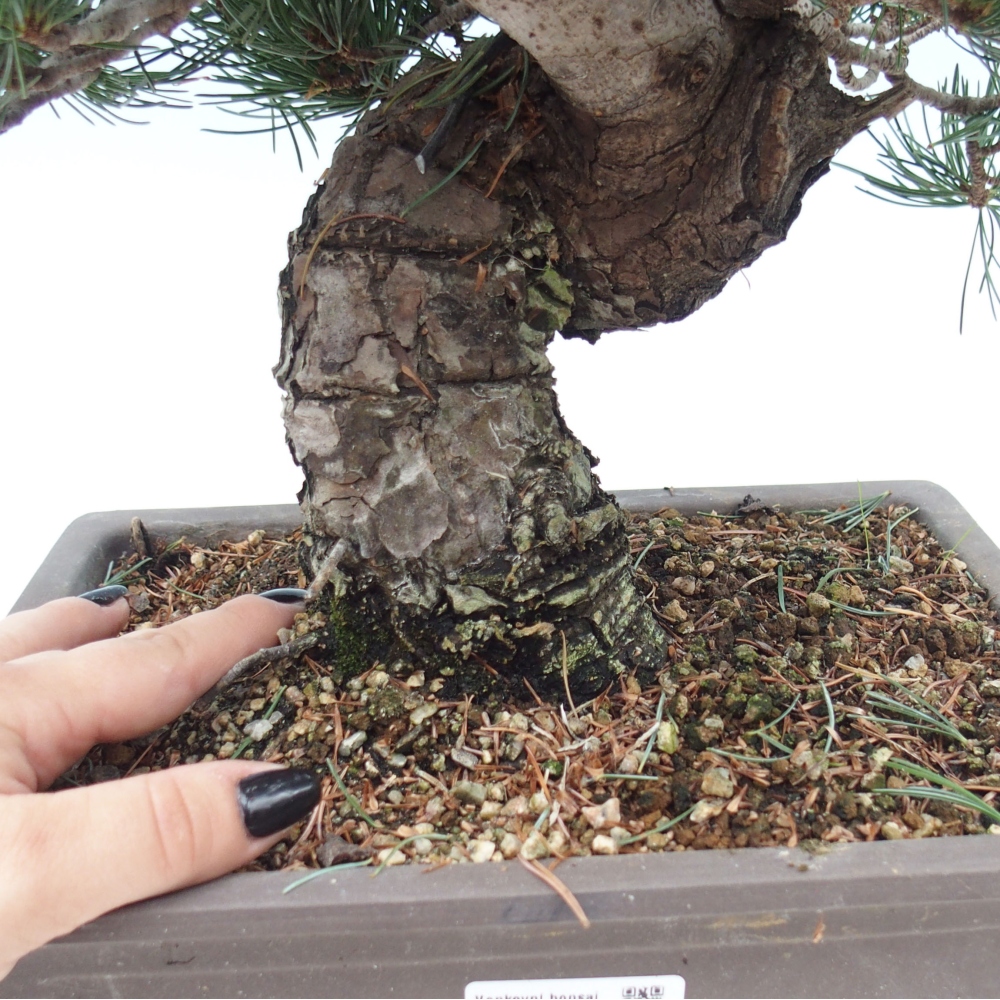 Outdoor bonsai - Pinus parviflora - Small pine tree