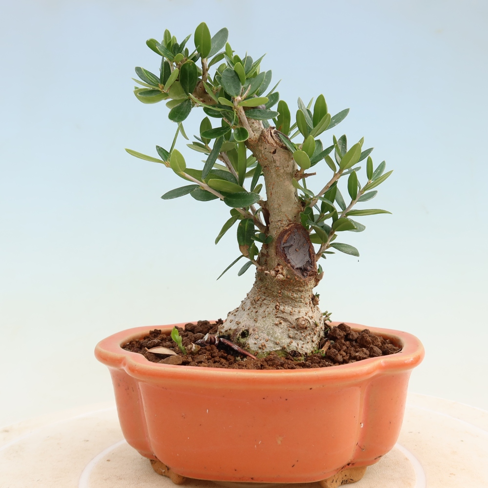 Indoor bonsai - Olea europaea sylvestris
