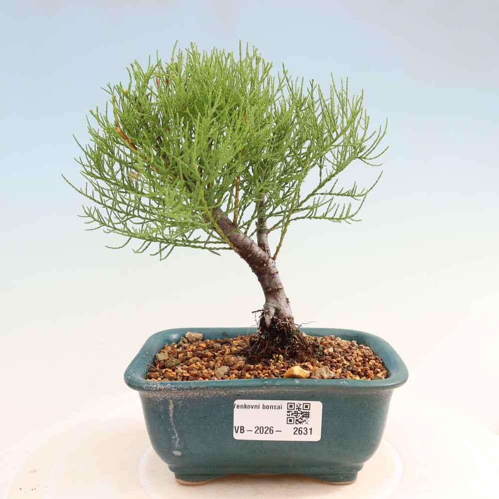 Outdoor Bonsai - Tamarisk - Tamarix