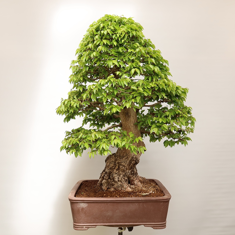Outdoor bonsai - Carpinus Coreana - Korean hornbeam
