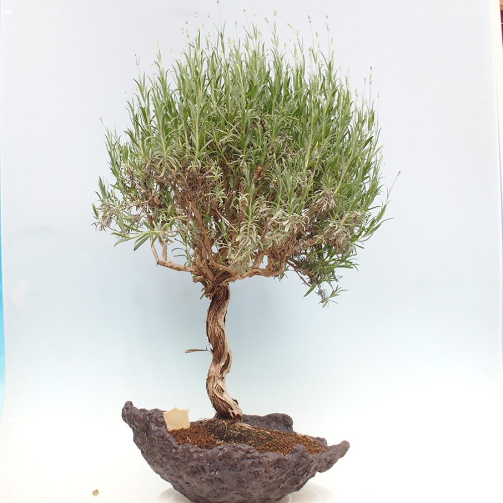 Outdoor bonsai -  - Lavandula - Lavender