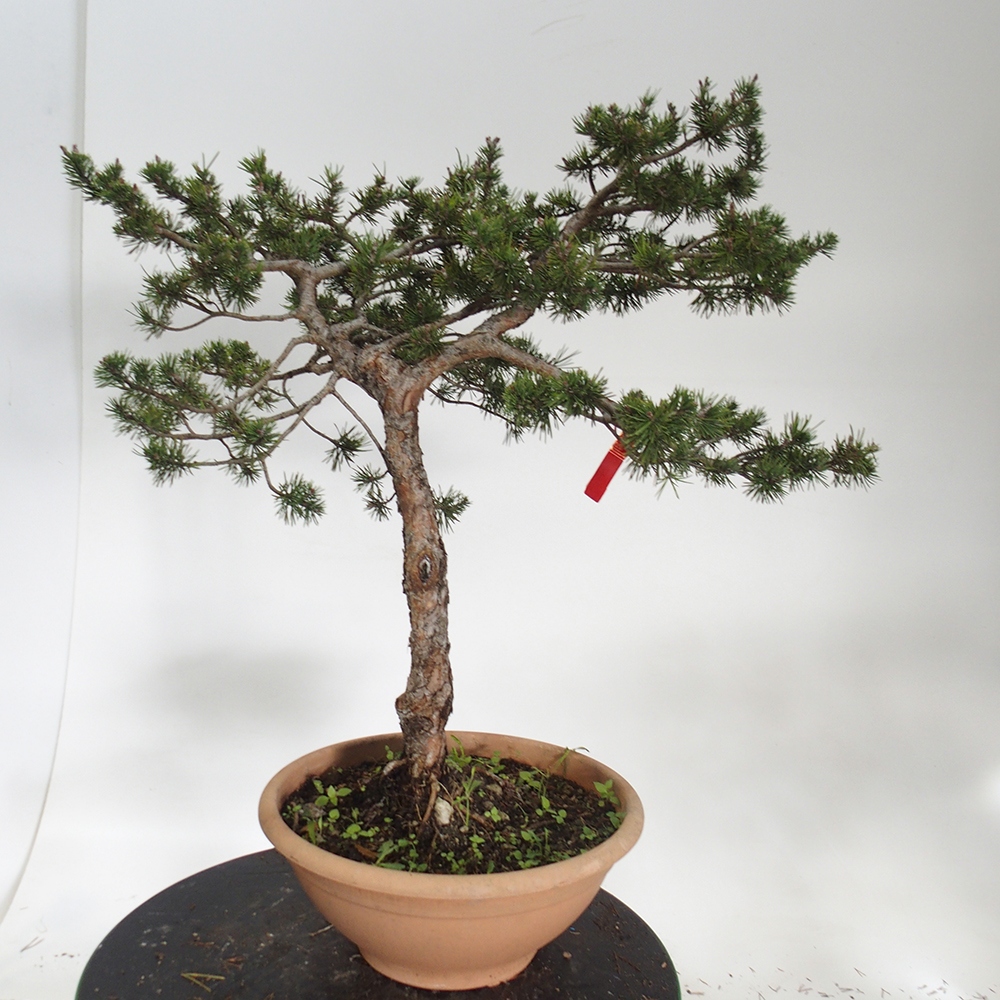 Yamadori - Pinus sylvestris Spain