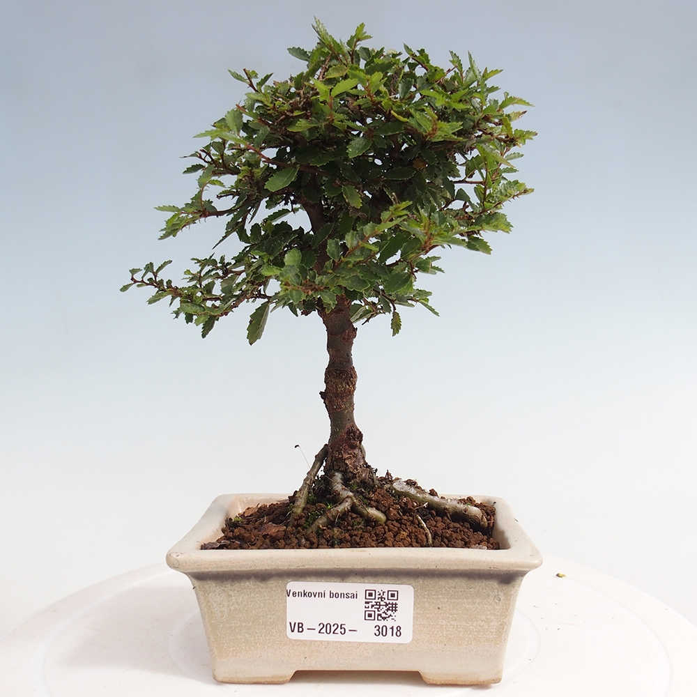 Outdoor bonsai - Ulmus parvifolia Sagei - Small-leaved elm