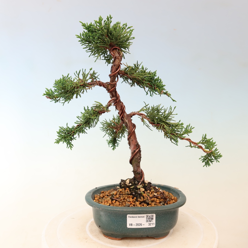 Outdoor bonsai - Juniperus chinensis Kishu