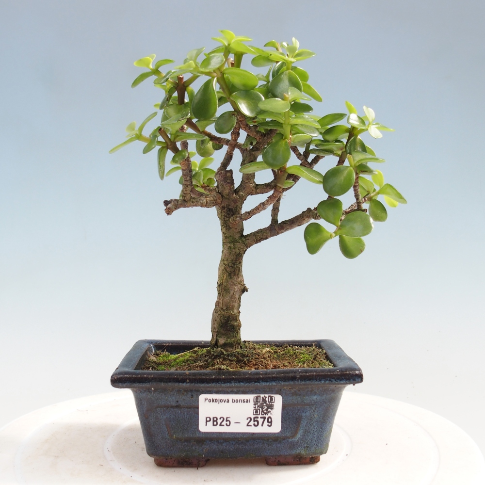 Indoor bonsai - Portulakaria Afra - Tlustice
