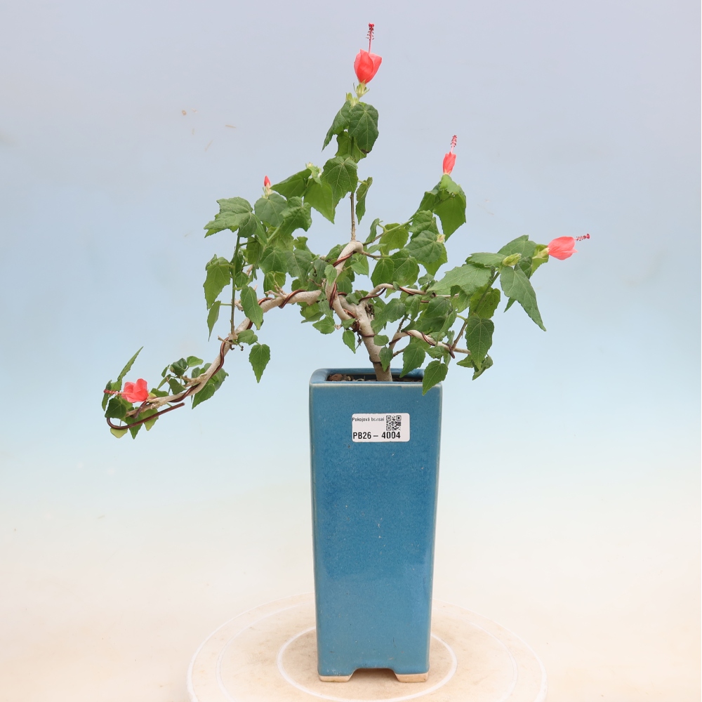 Indoor bonsai - Malvaviscus arboreus