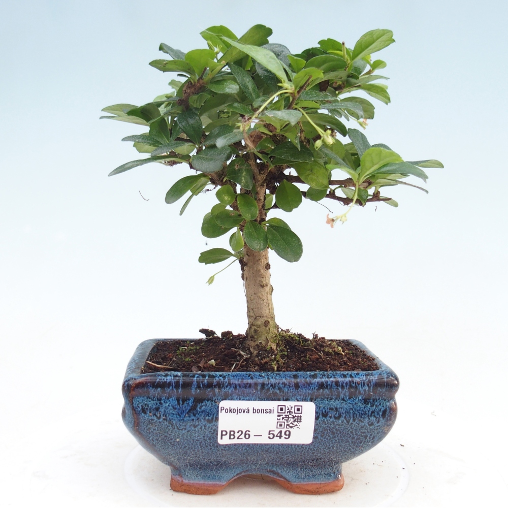Room bonsai - Carmona macrophylla - Tea fuki