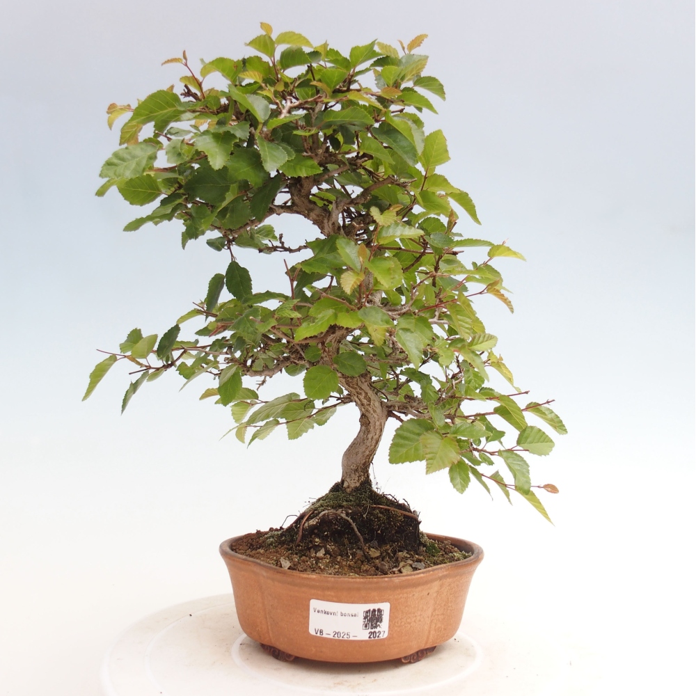 Outdoor bonsai -Carpinus CARPINOIDES - Korean hornbeam