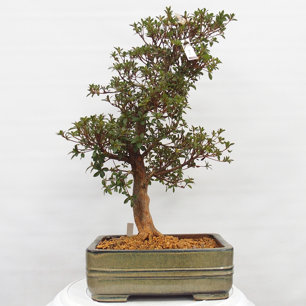 Outdoor bonsai - Japanese Azalea - Azalea Hanatsuzuri
