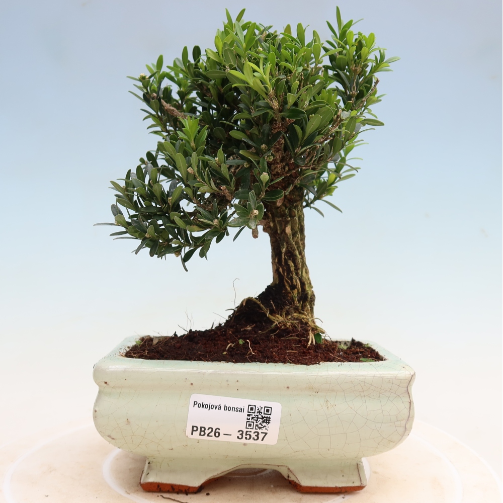 Room bonsai - Buxus harlandii - cork buxus