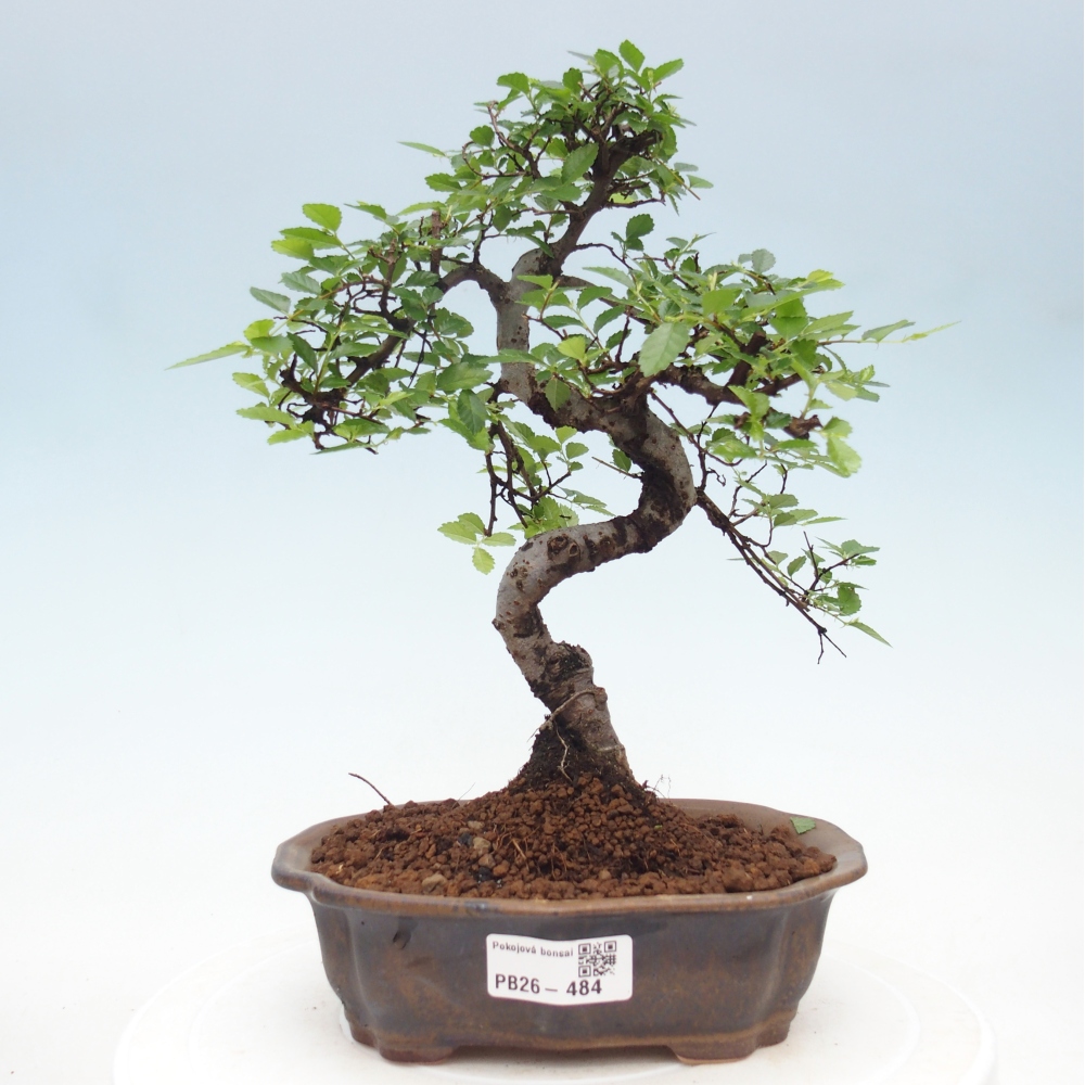 Room bonsai - Ulmus parvifolia - Small-leaved elm