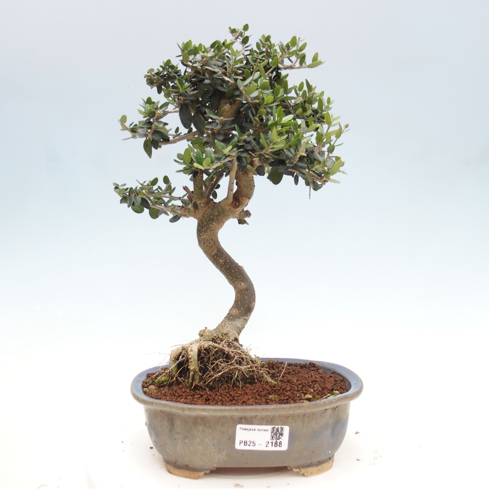 Indoor bonsai - Olea europaea sylvestris - European small-leaved olive oil
