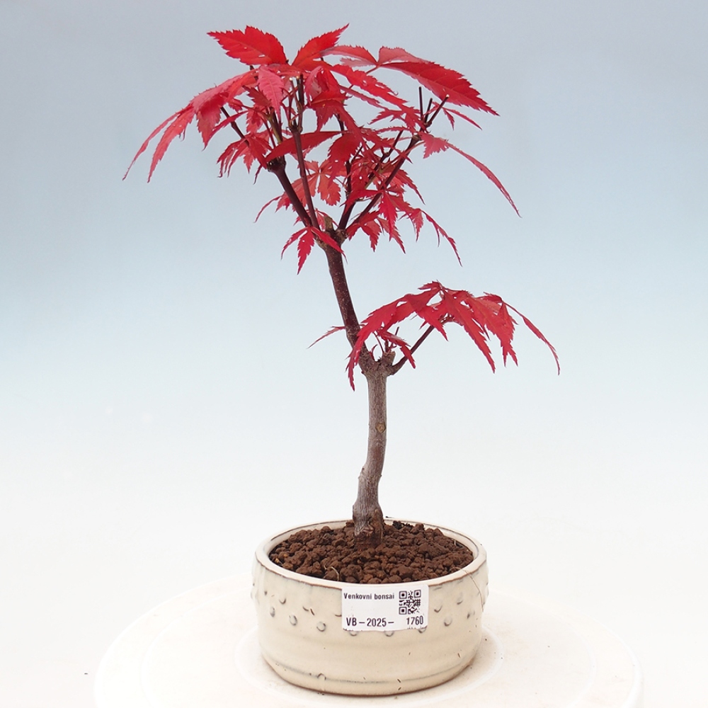 Outdoor bonsai - Acer palm. Atropurpureum-Palmleaf Maple