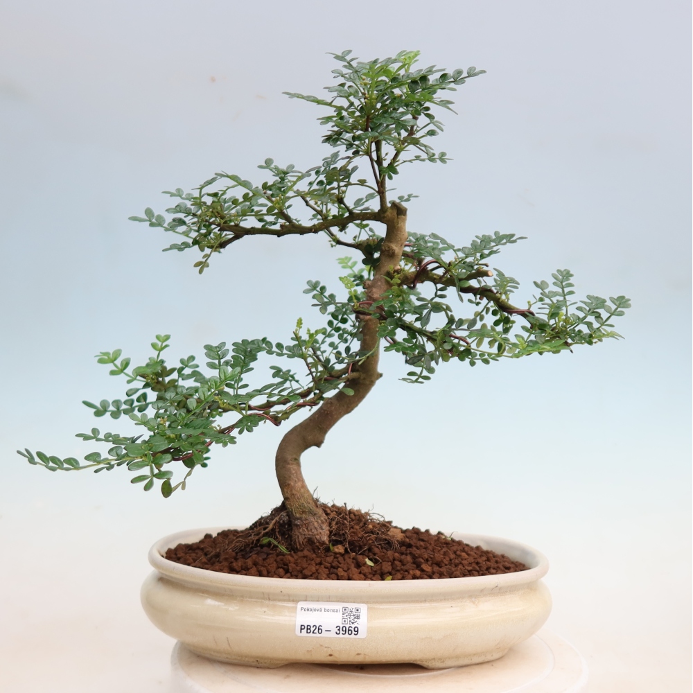 Room bonsai - Zantoxylum piperitum - pepper tree