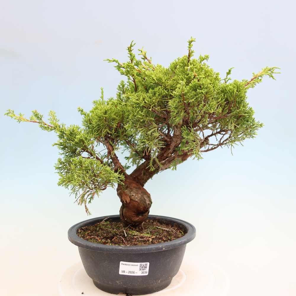Outdoor Bonsai - Juniperus chinensis Itoigawa - Chinese Juniper