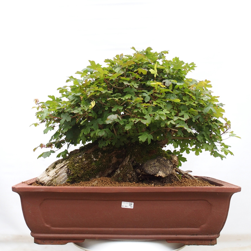 Outdoor bonsai - French Maple - Acer Nonspessulanum