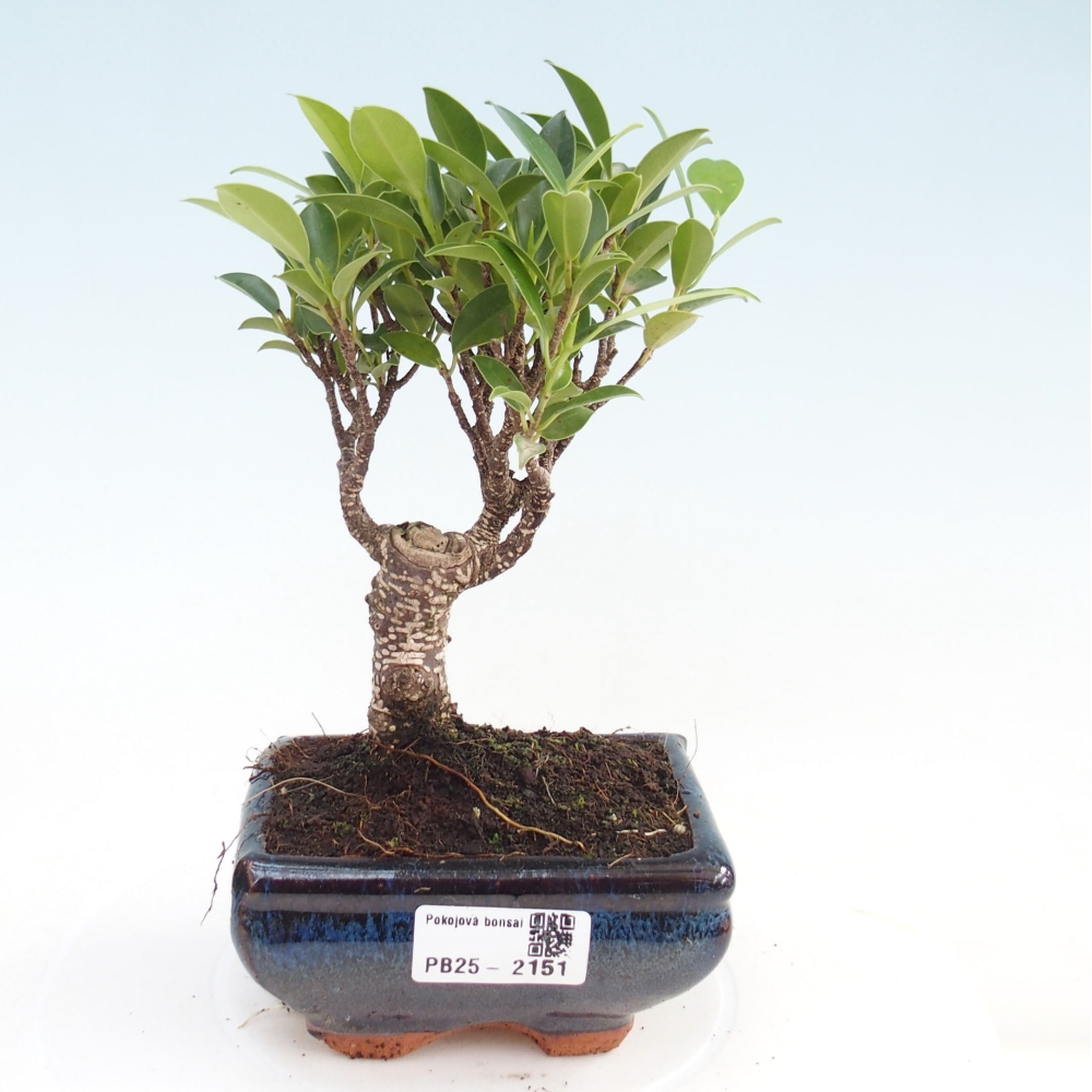 Indoor bonsai - Small-leaved ficus - Ficus kimmen
