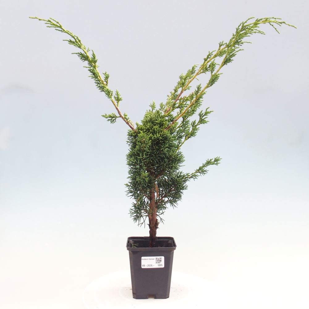 Outdoor bonsai - Juniperus chinensis Kishu
