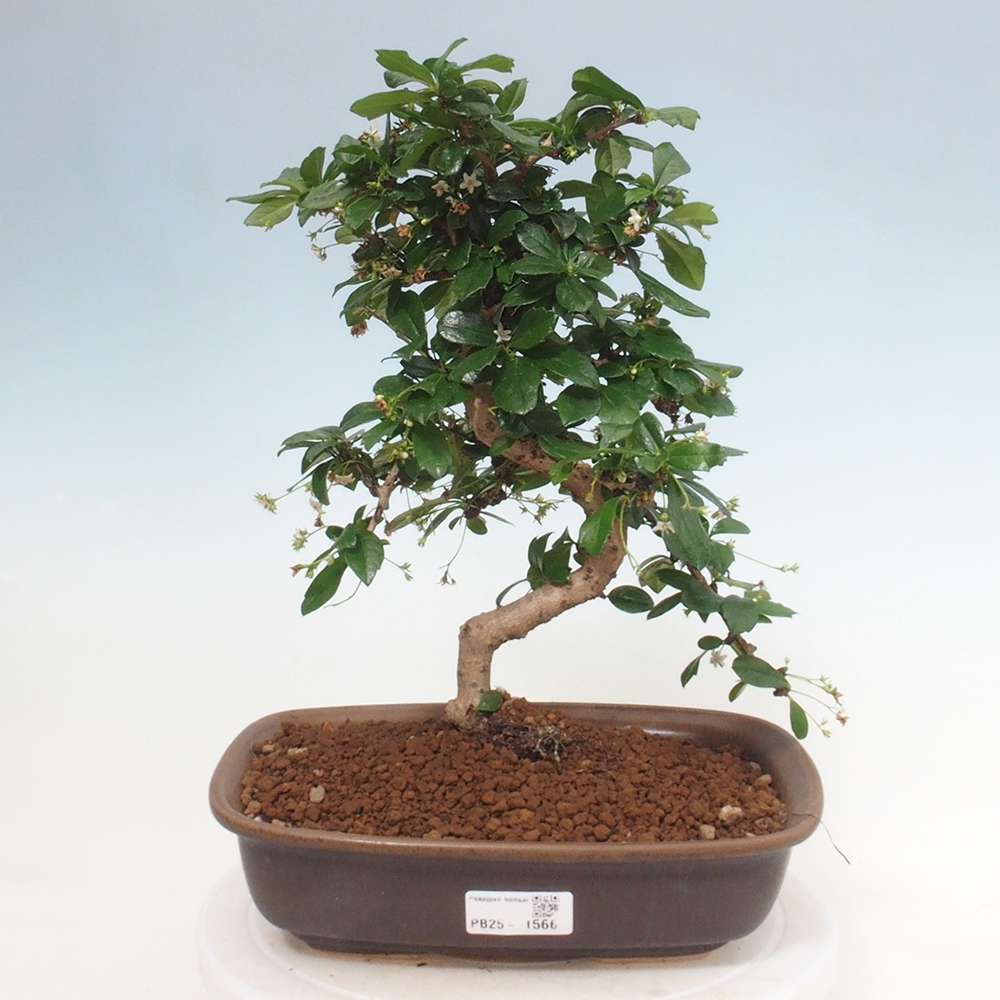 Room bonsai - Carmona macrophylla - Tea fuki