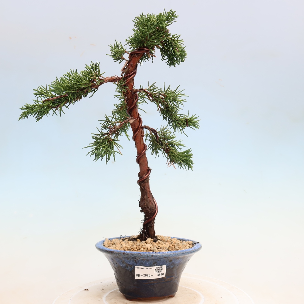 Outdoor bonsai - Juniperus chinensis Kishu