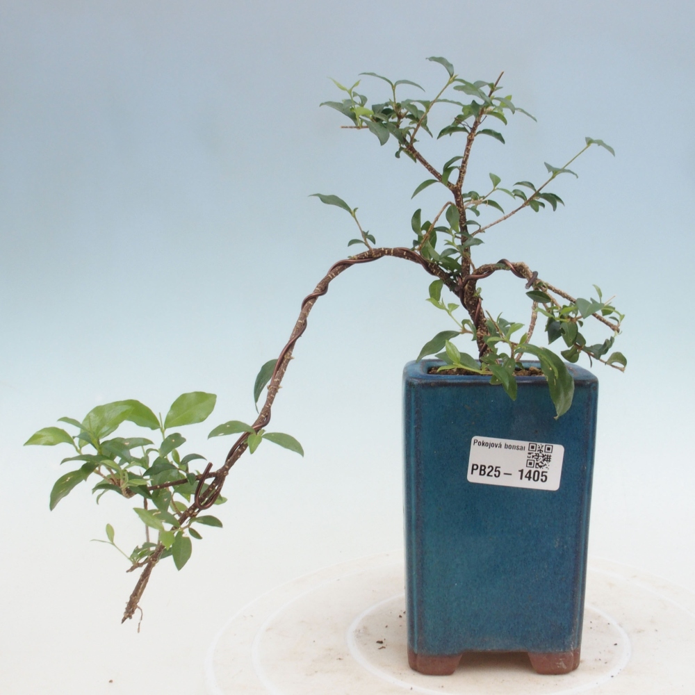 Room bonsai - Malpighia coccigera- Barbdorian cherry
