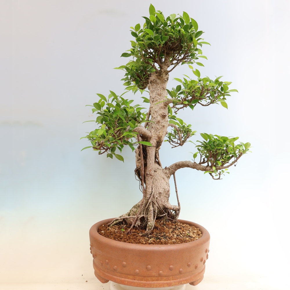 Room bonsai - Ficus kimmen - small-leaved ficus