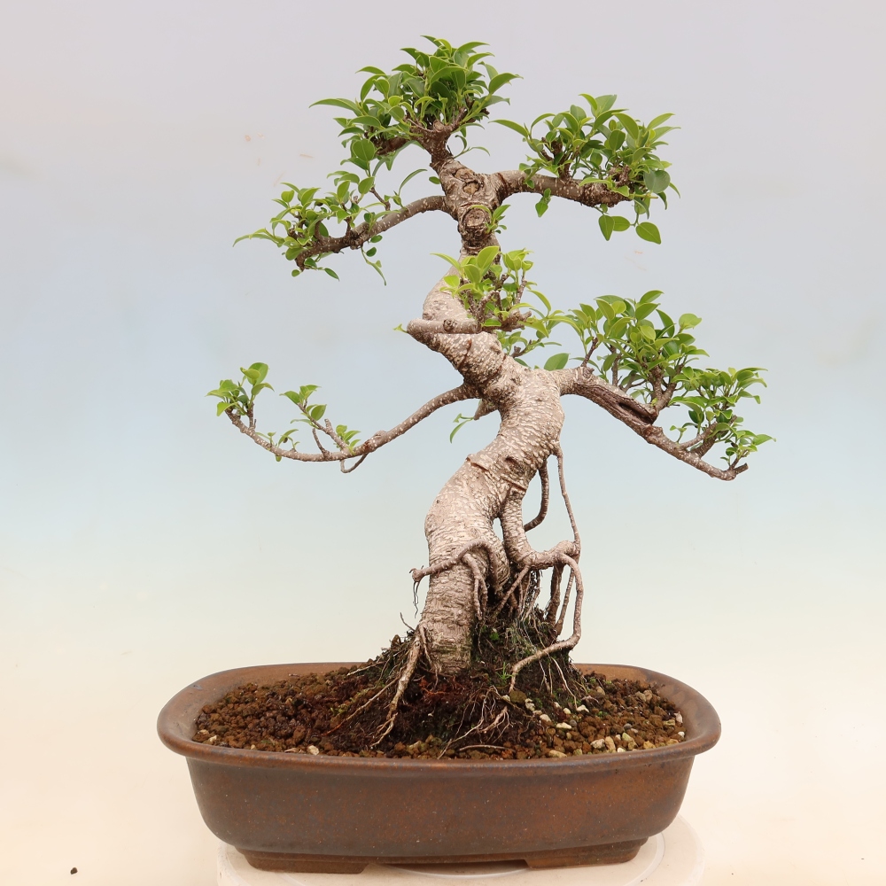 Room bonsai - Ficus kimmen - small-leaved ficus