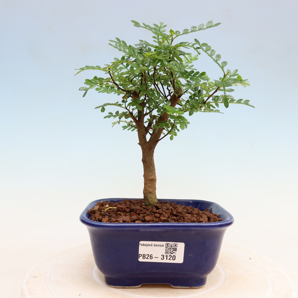 Room bonsai - Zantoxylum piperitum - pepper tree
