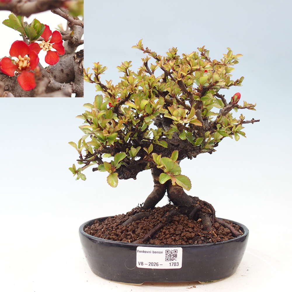 Outdoor bonsai - Chaneomeles speciosa - Quince