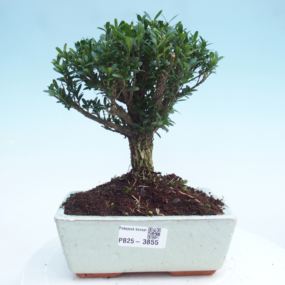 Room bonsai - Buxus harlandii - cork buxus