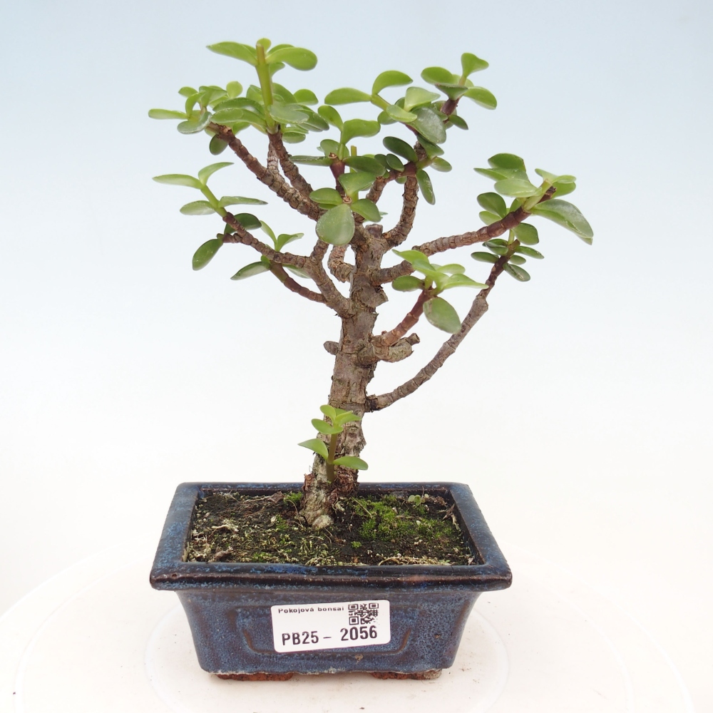 Indoor bonsai - Portulakaria Afra - Tlustice