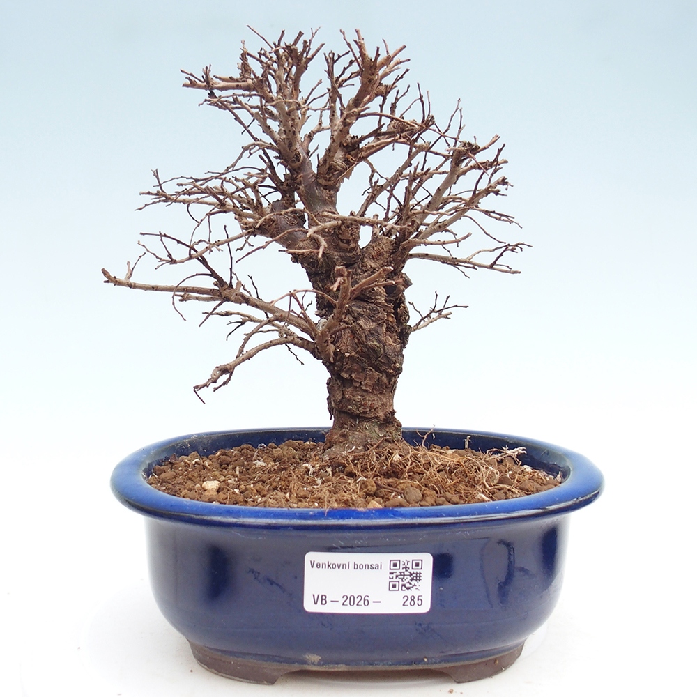 Outdoor bonsai - Zelkova - Zelkova NIRE