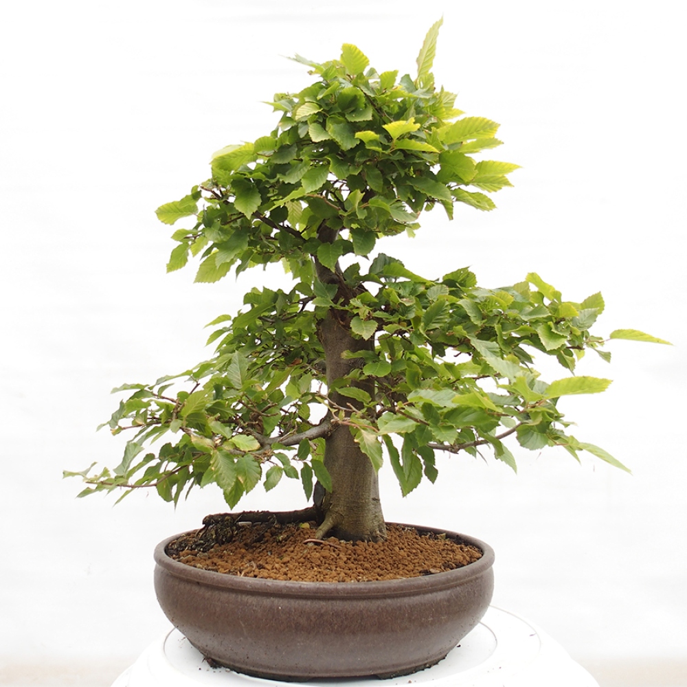 Outdoor bonsai - Hornbeam - Carpinus betulus