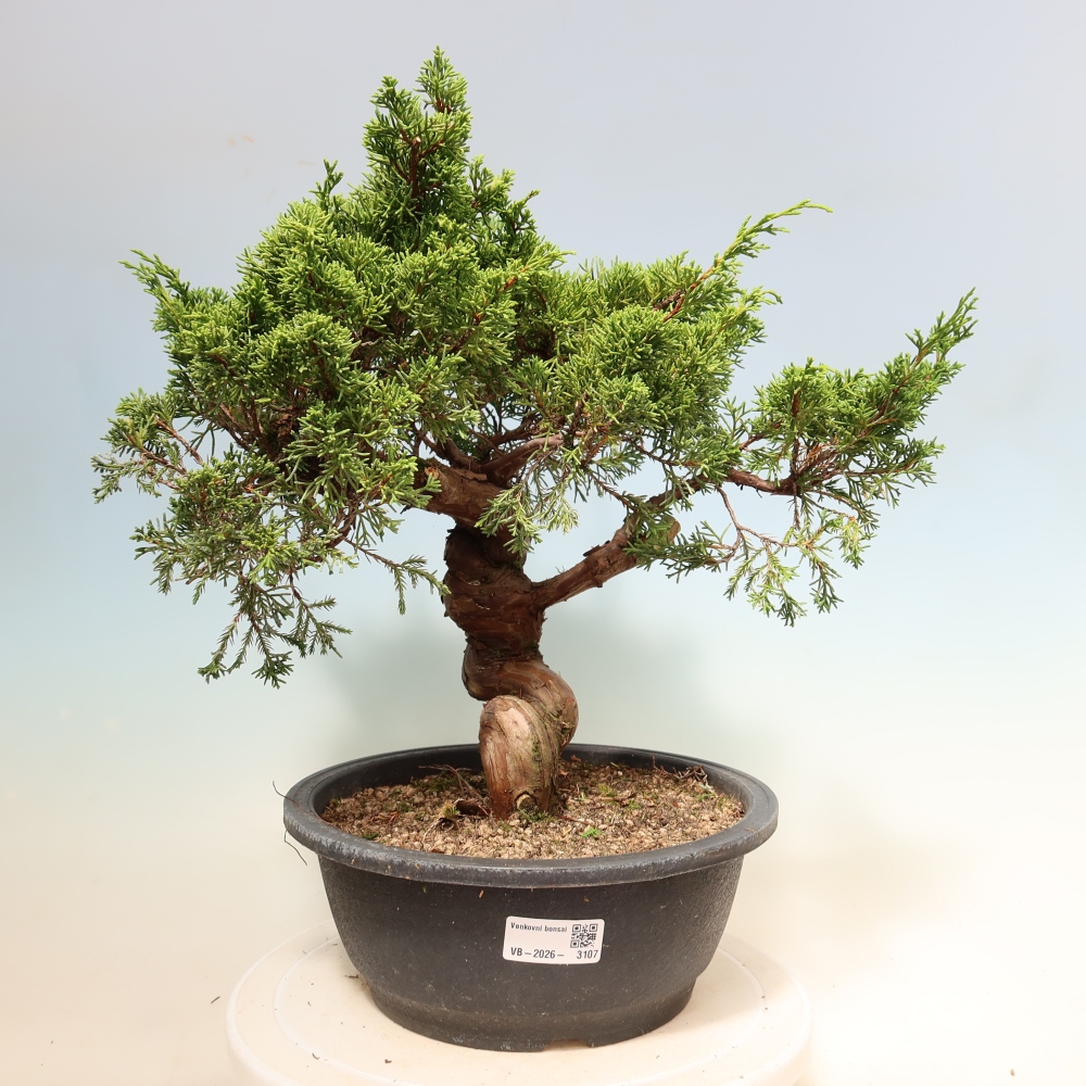 Outdoor Bonsai - Juniperus chinensis Itoigawa - Chinese Juniper