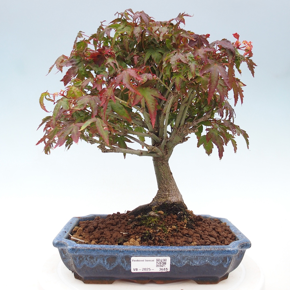 Acer palmatum KIOHIME - Palmetto maple