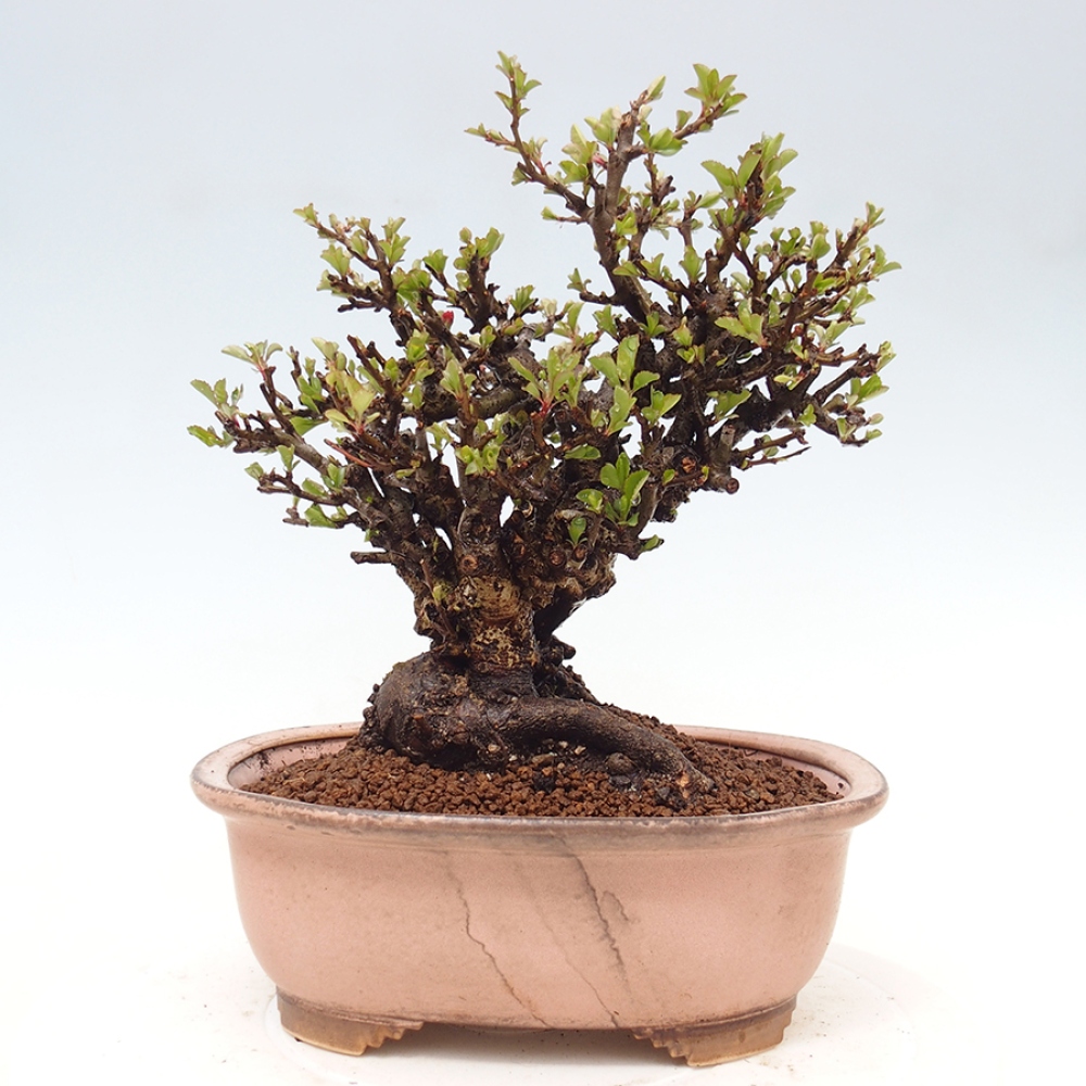 Outdoor bonsai - Chaneomeles speciosa - Quince