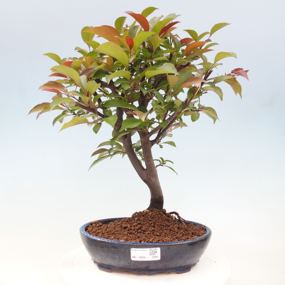 Outdoor bonsai - Malus domestica - Small-fruited red-leaved apple tree
