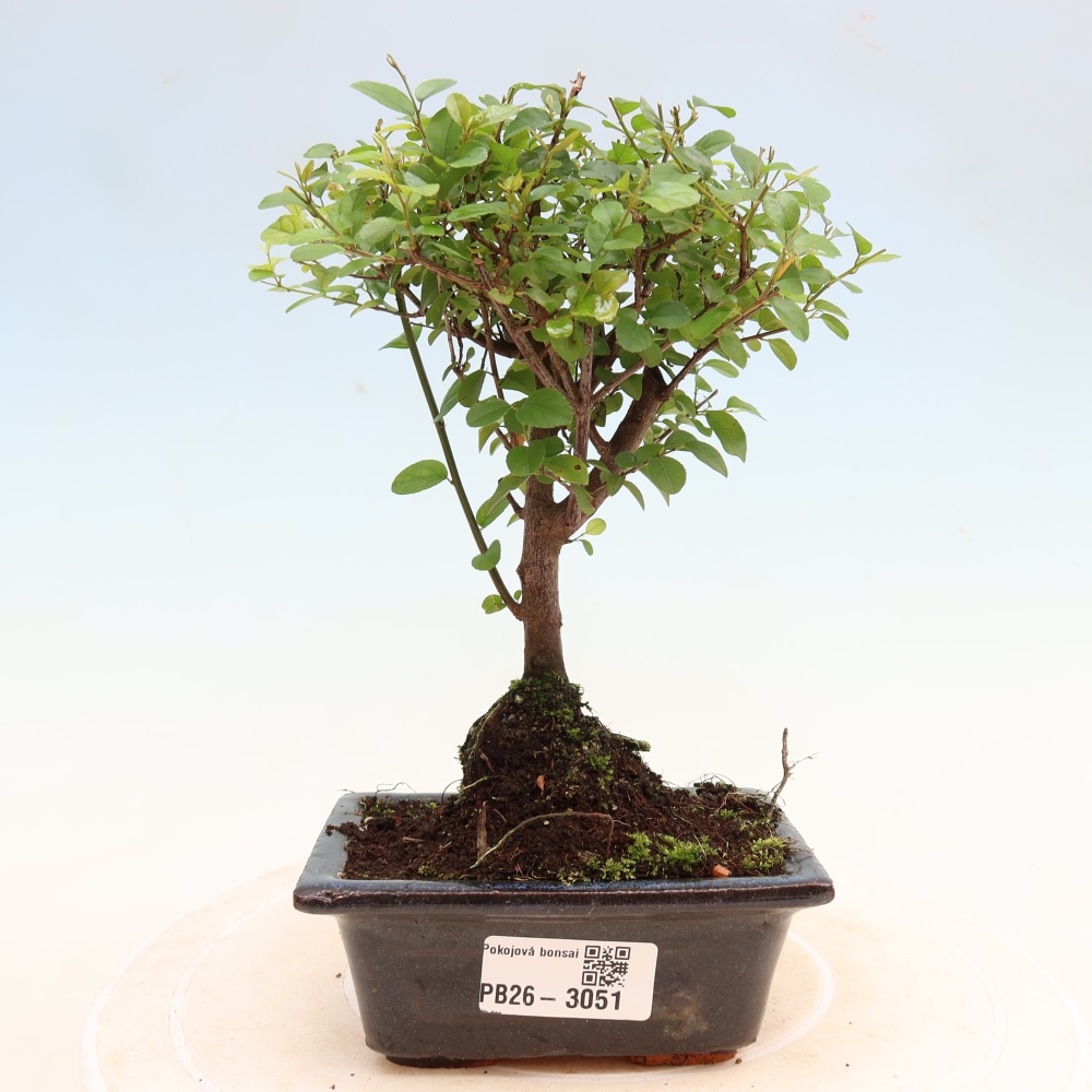 Room bonsai - Sageretia thea - Sageretia thea