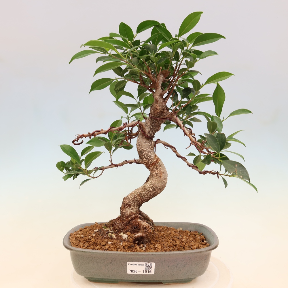 Room bonsai - Ficus kimmen - small-leaved ficus