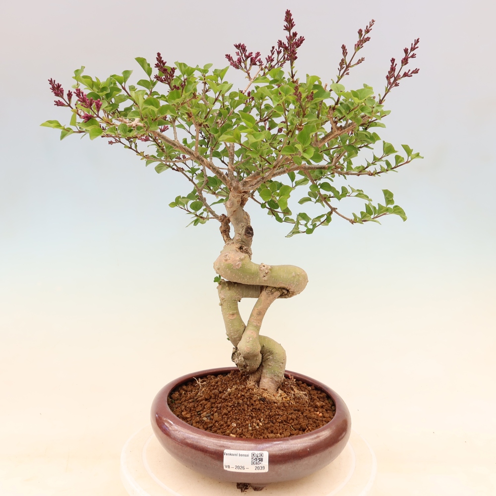 Outdoor bonsai - Syringa microphylla - small-flowered lilac