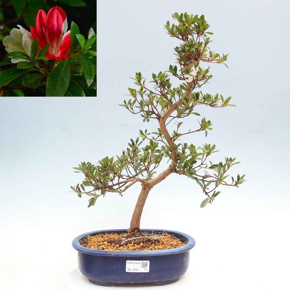 Outdoor bonsai - Japanese Azalea - Azalea Senhime