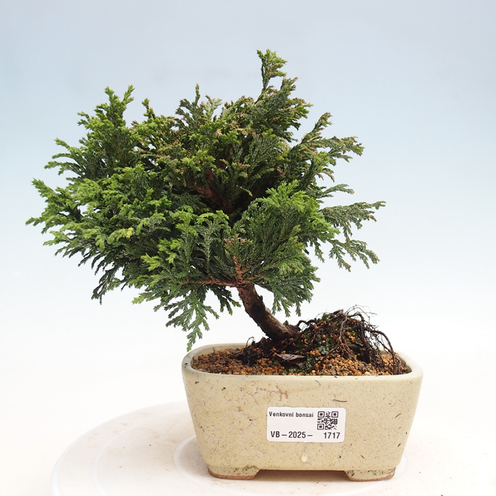 Outdoor bonsai - Cham.pis Parslori - Cypress