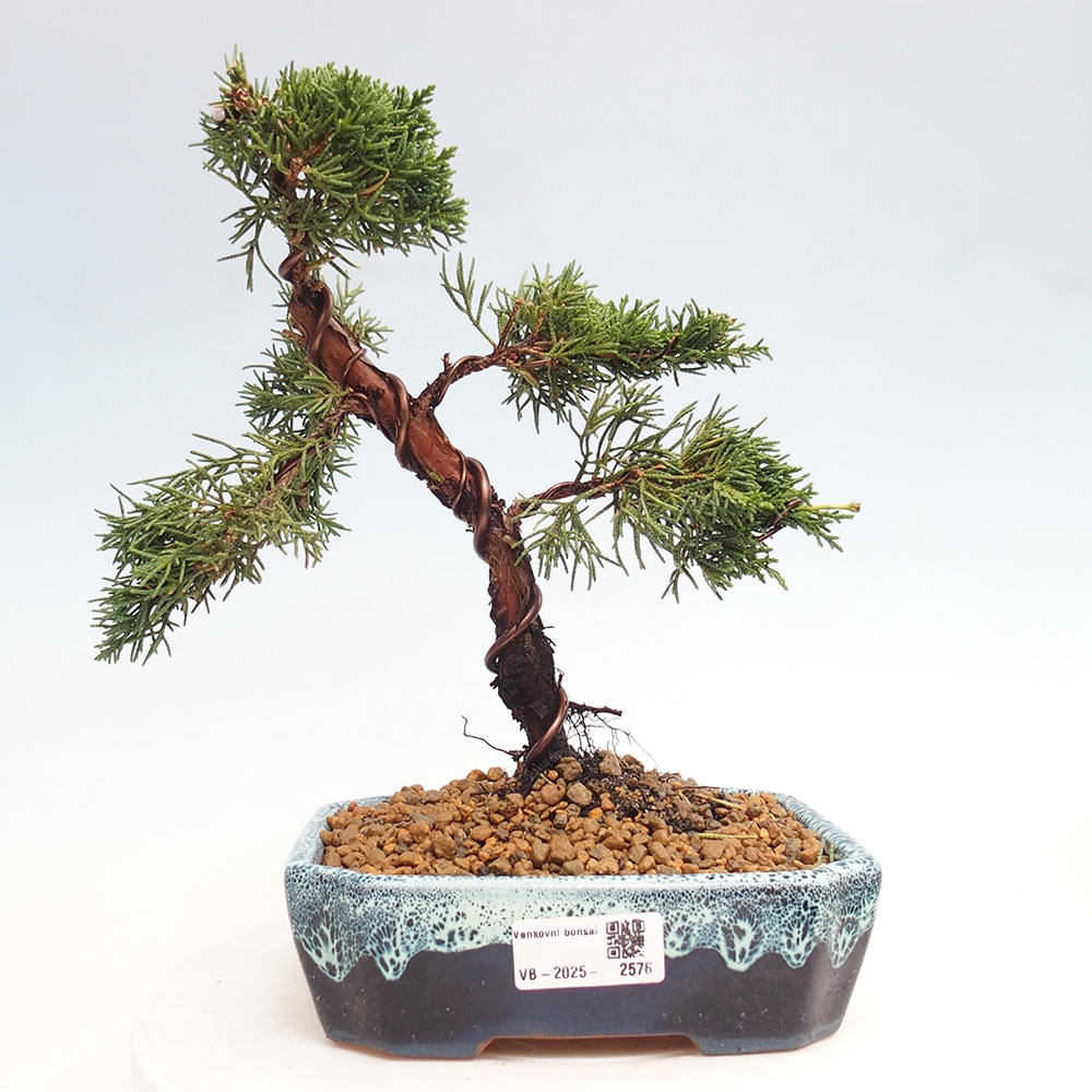 Outdoor bonsai - Juniperus chinensis Kishu - Chinese Juniper