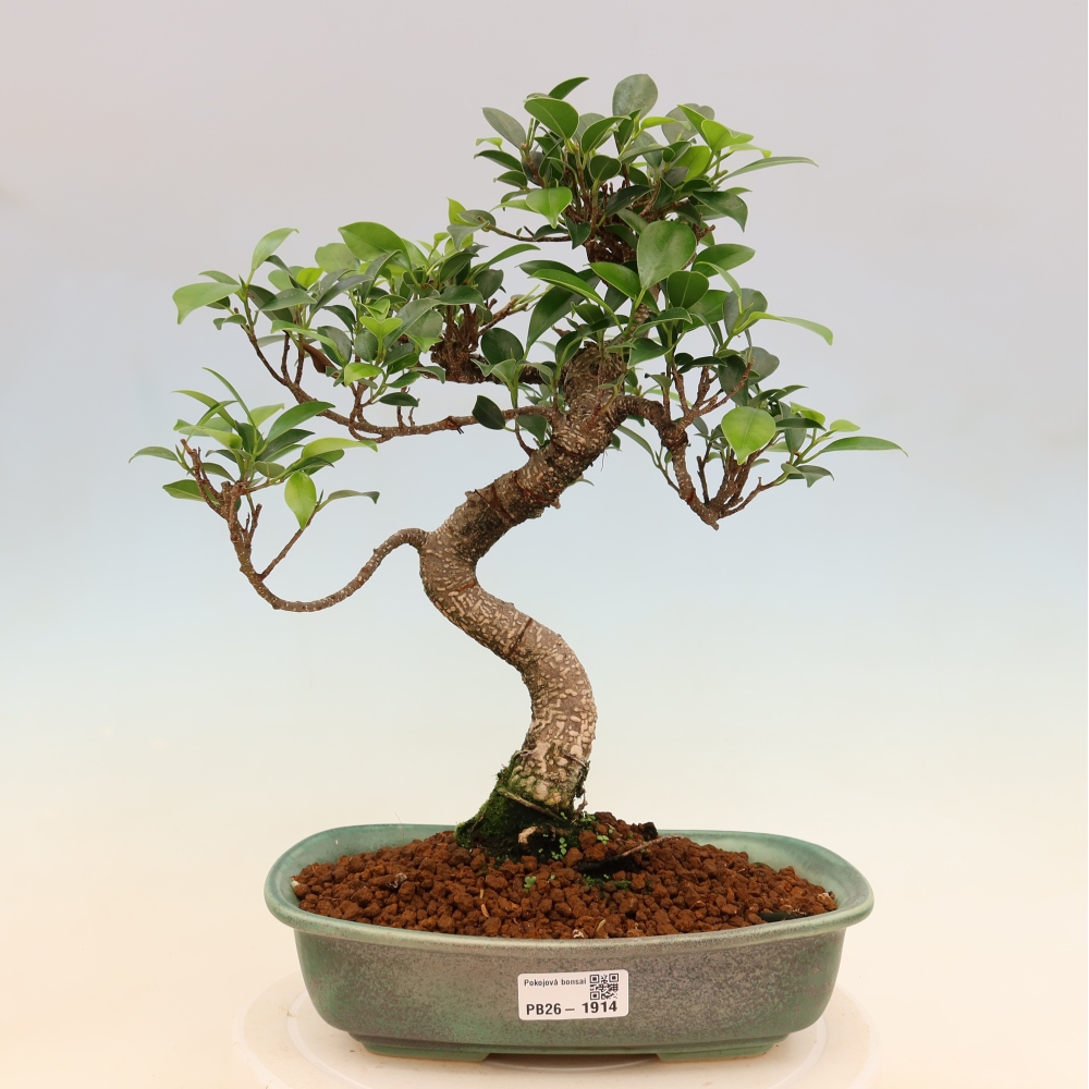 Room bonsai - Ficus kimmen - small-leaved ficus