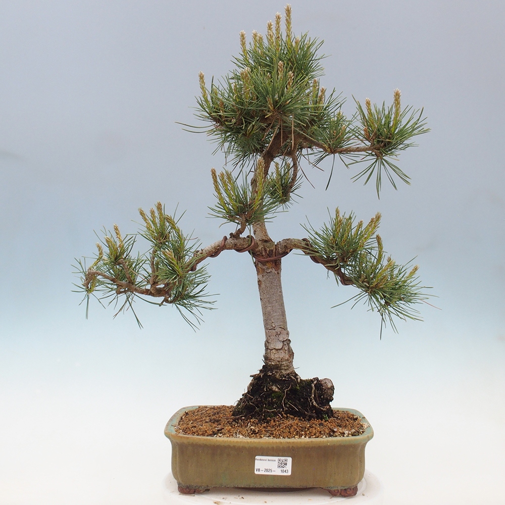 Outdoor bonsai - Pinus Sylvestris - Scots pine