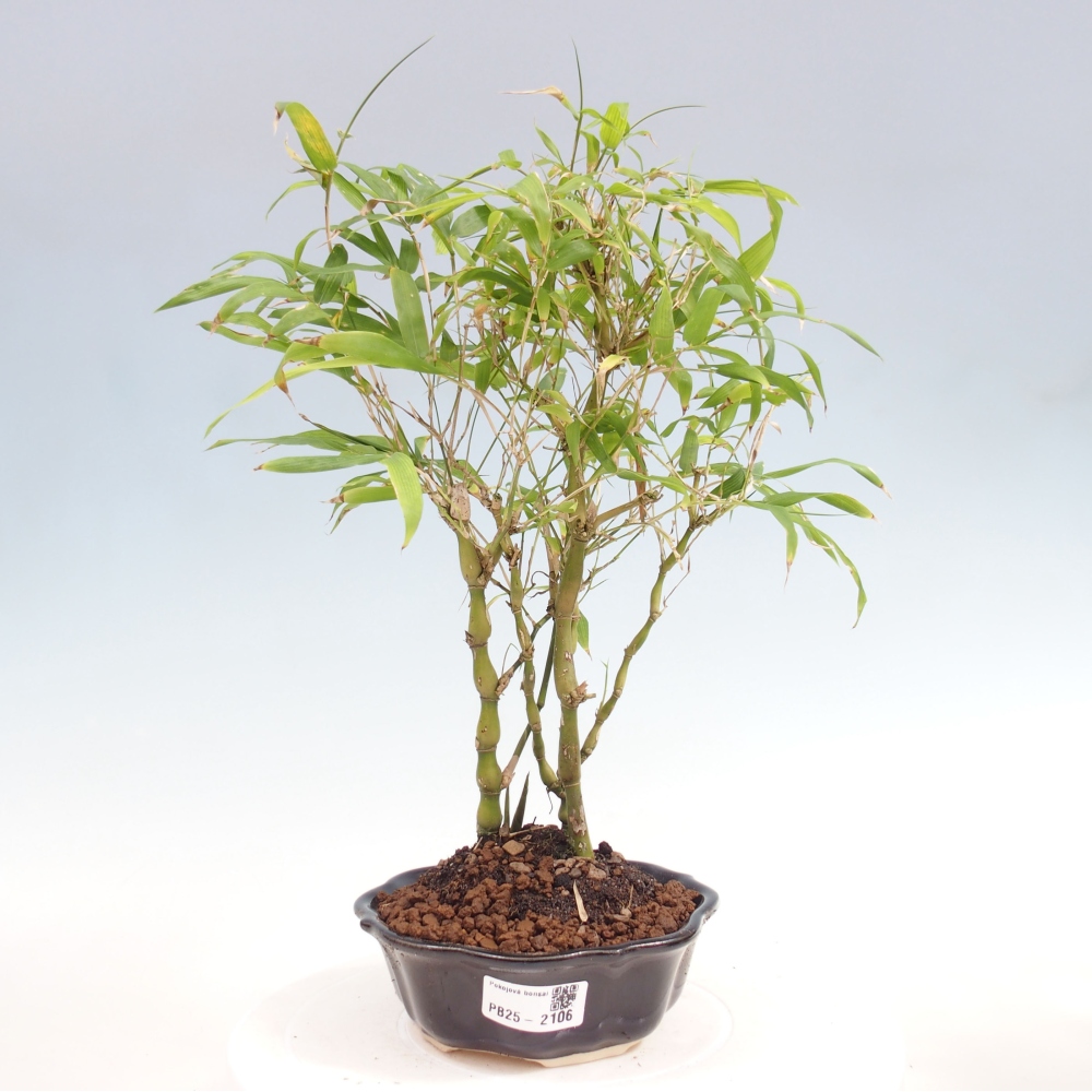 Indoor bonsai - Bamboo Buddha-Bamboo Buddha's belly