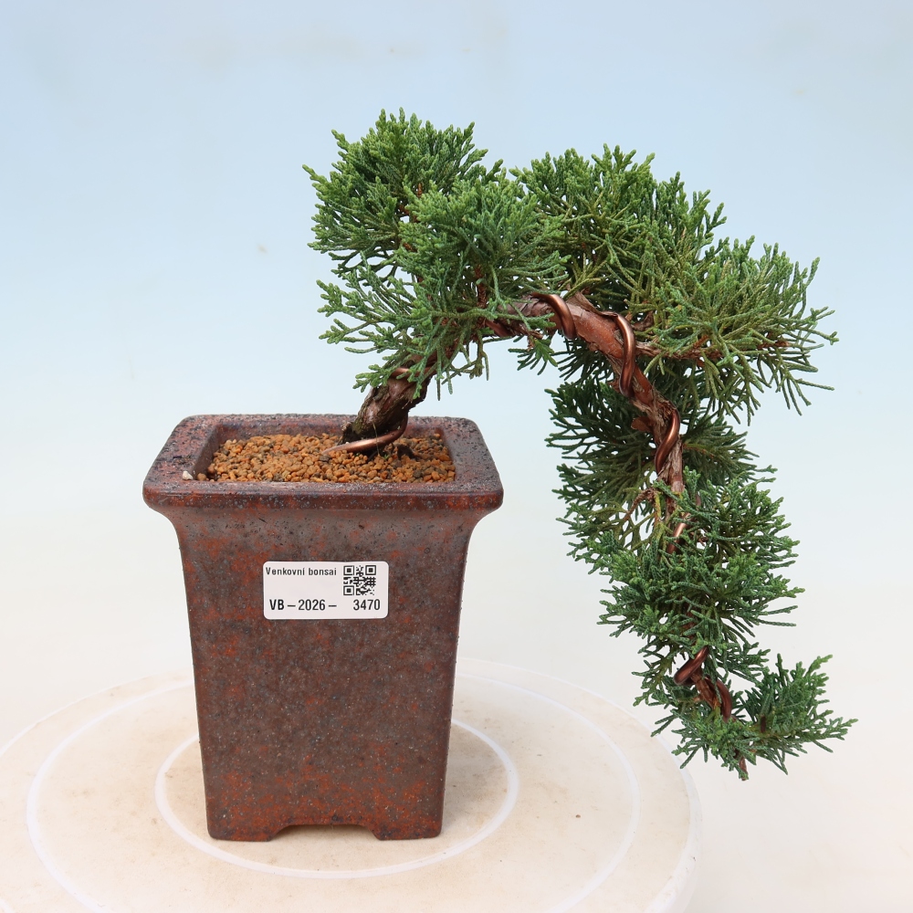 Outdoor bonsai - Juniperus chinensis Kishu