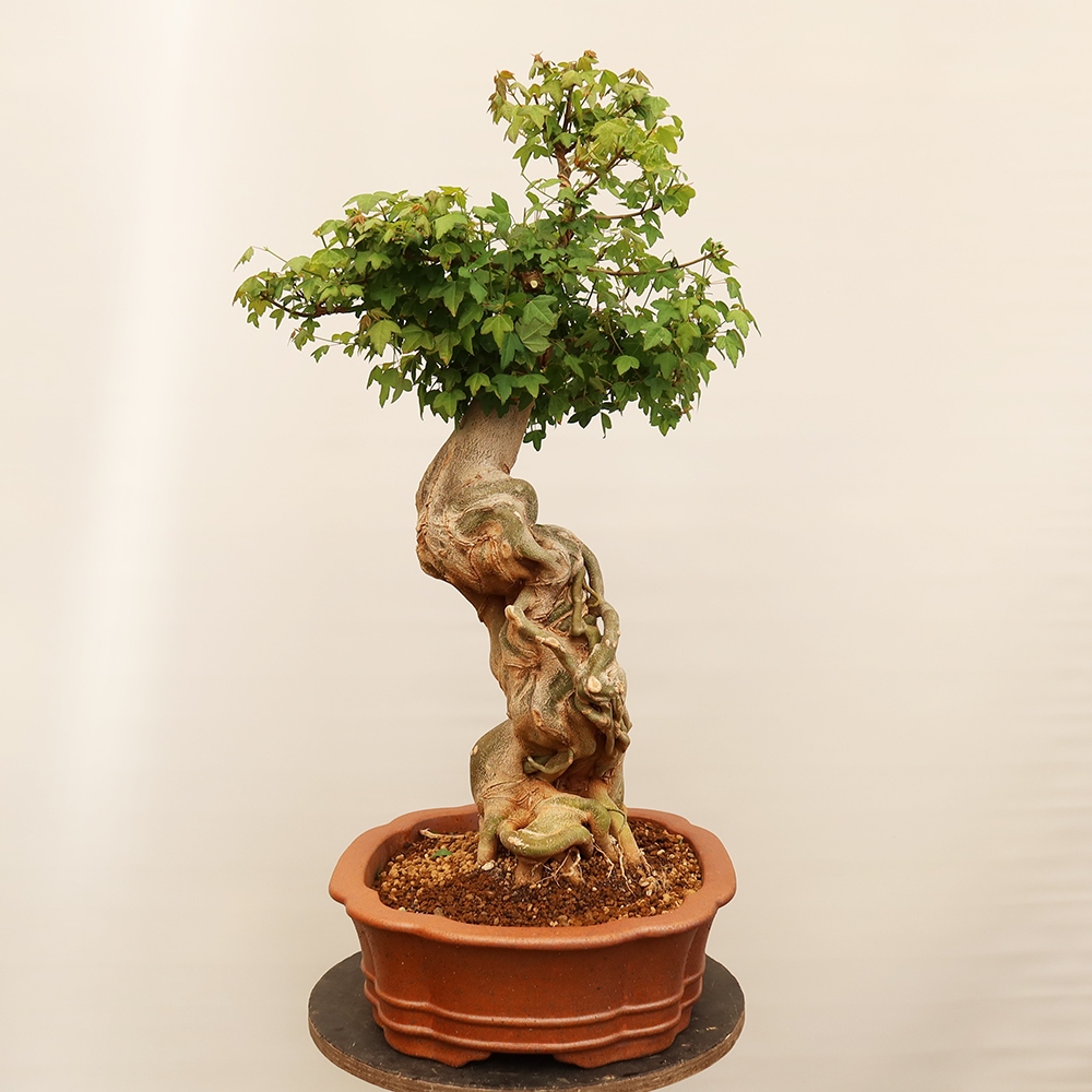Outdoor bonsai - Maple Burger - Acer Burgerianum