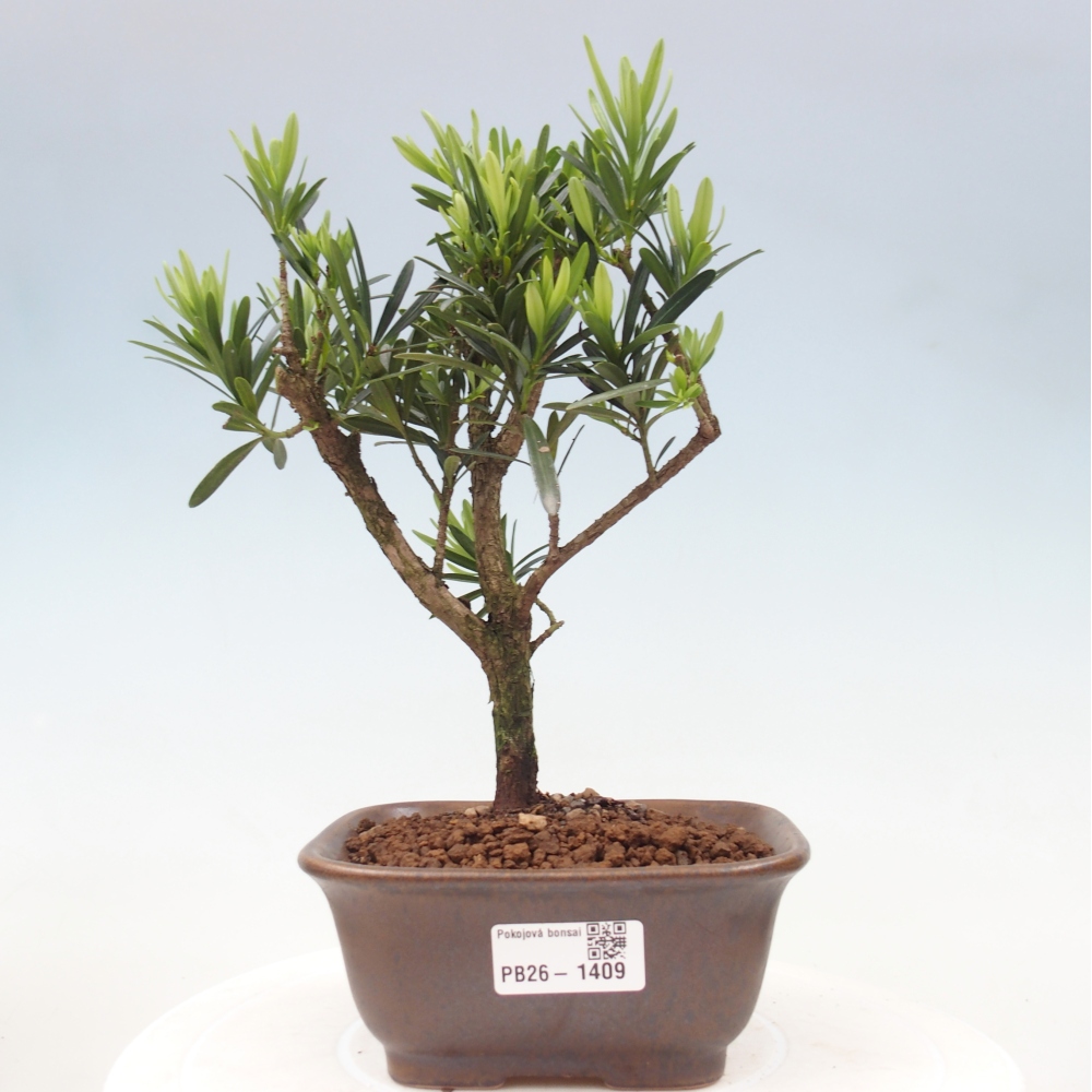 Room bonsai - Podocarpus - Stone Yew